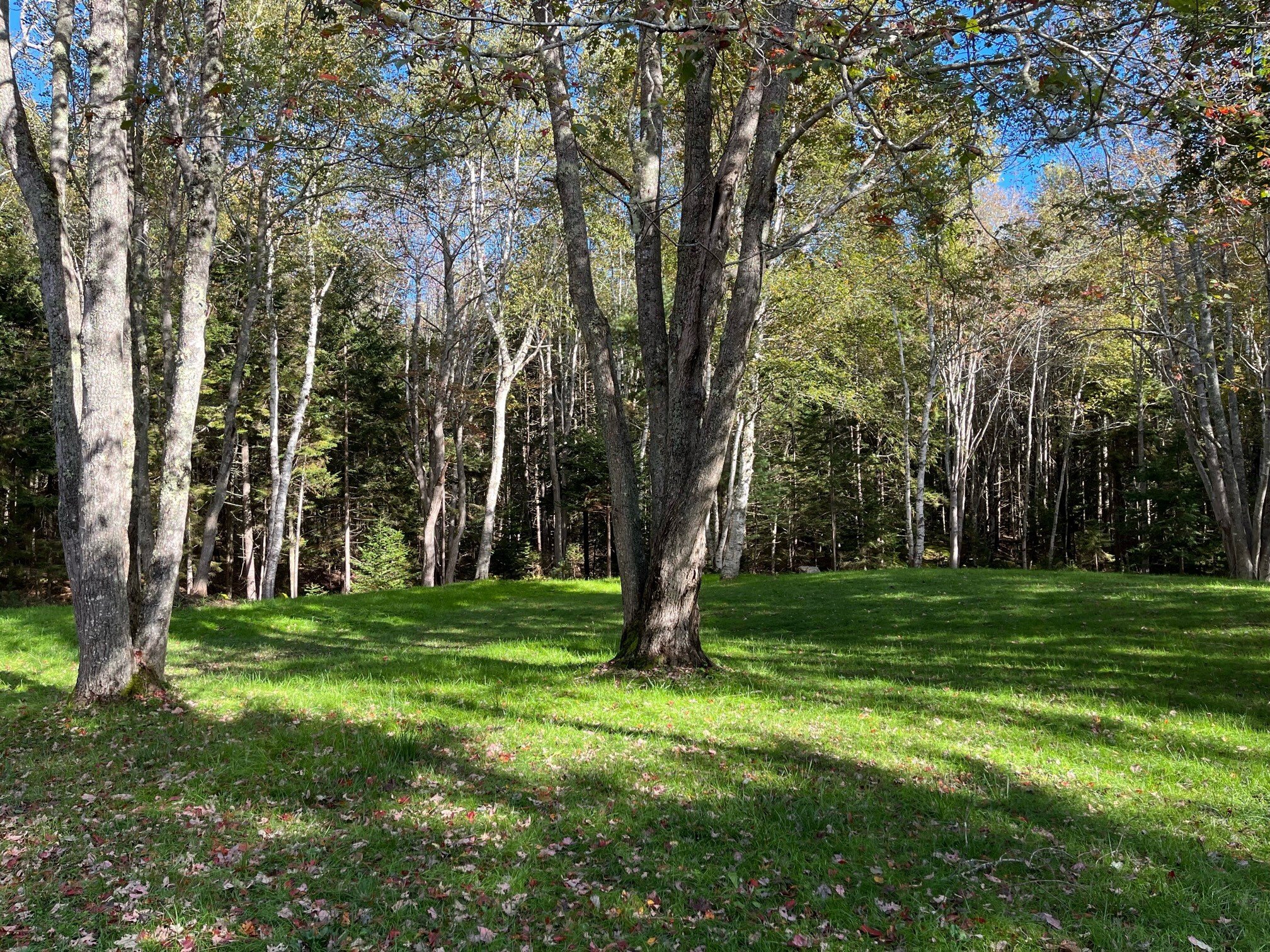 Still Meadow side yard and forest